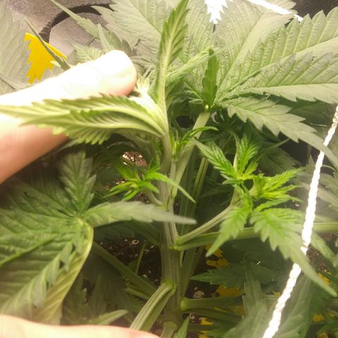 Green Cush growlog timeline photo