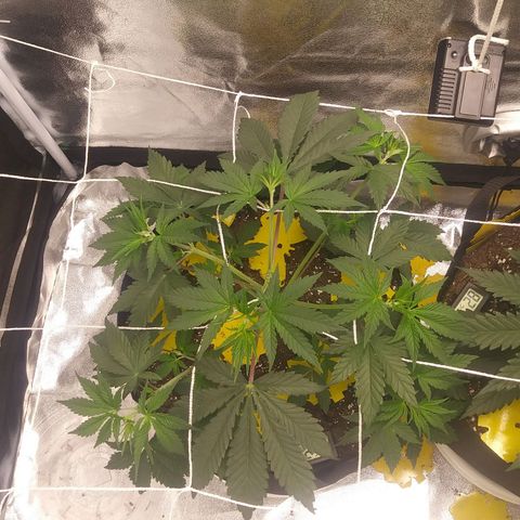 Pineapple Express growlog timeline photo