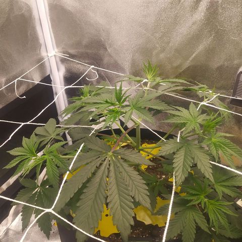 Pineapple Express growlog timeline photo
