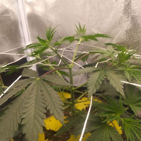 Pineapple Express growlog timeline photo