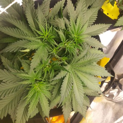 Green Cush growlog photo: Topped