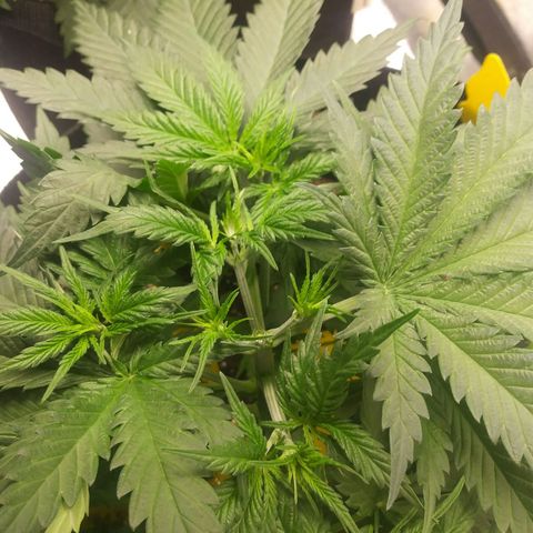 Green Cush growlog photo: Topped