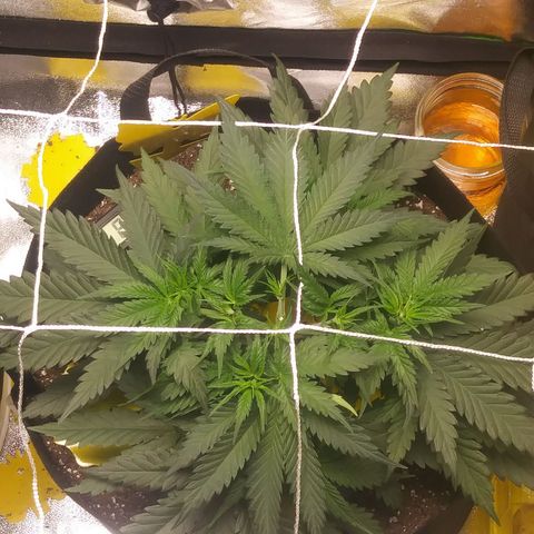 Green Cush growlog photo: Topped