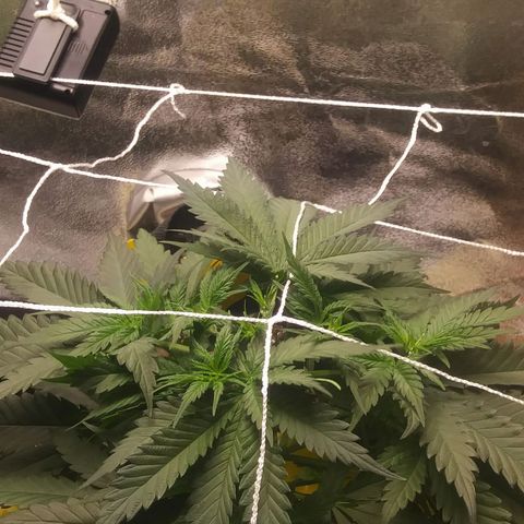 Green Cush growlog photo: Topped
