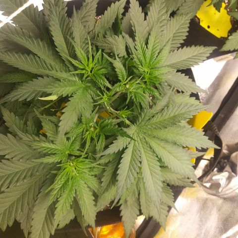 Green Cush growlog timeline photo