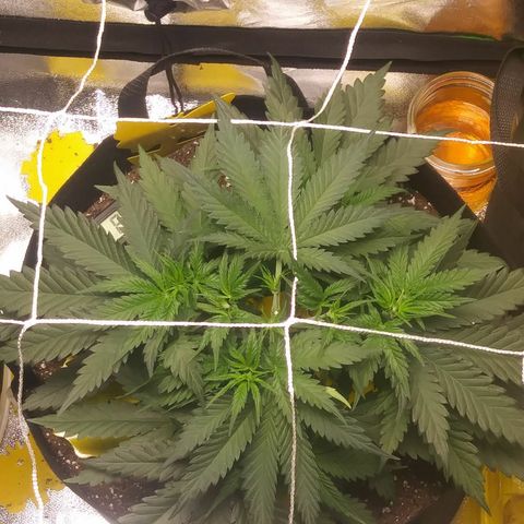 Green Cush growlog timeline photo