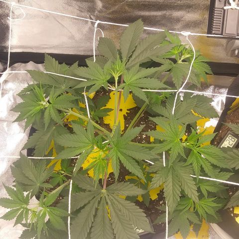 Pineapple Express growlog timeline photo