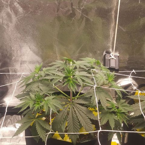 Pineapple Express growlog timeline photo