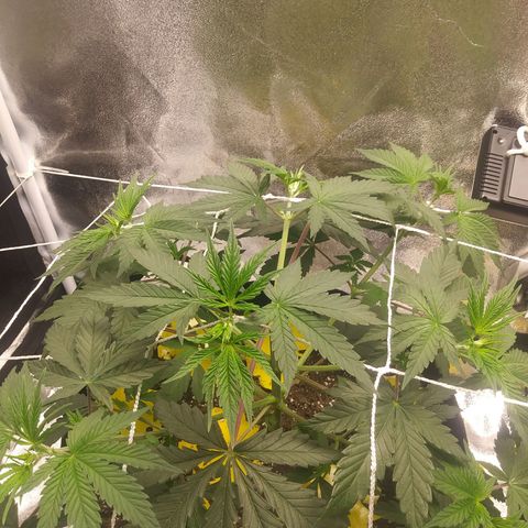 Pineapple Express growlog timeline photo
