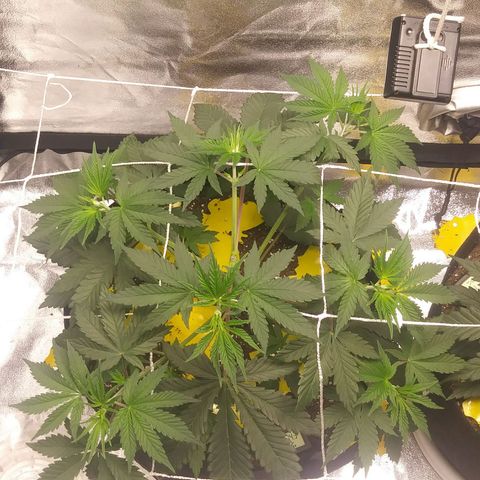 Pineapple Express growlog timeline photo