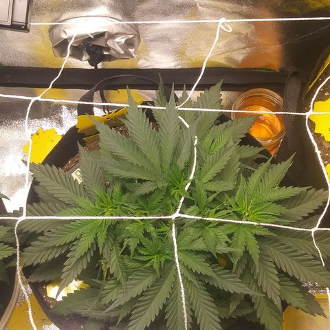 Green Cush growlog timeline photo