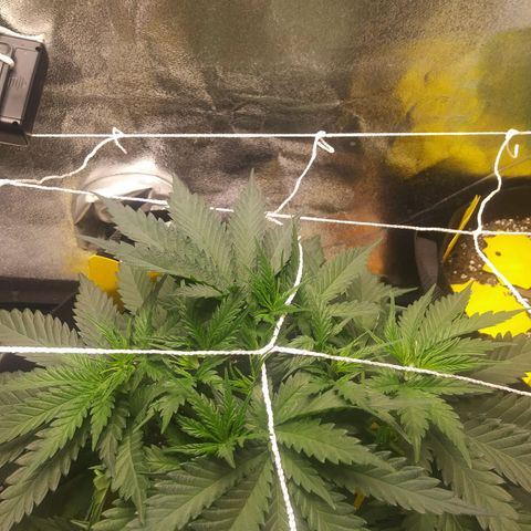 Green Cush growlog timeline photo