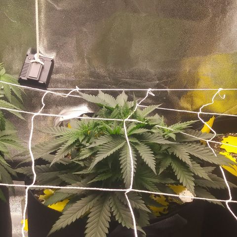Green Cush growlog timeline photo