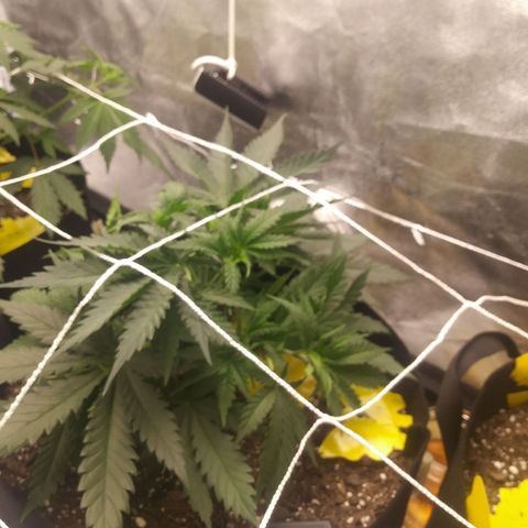 Green Cush growlog photo: Right after Trimmimg lower branches and Light defoliation