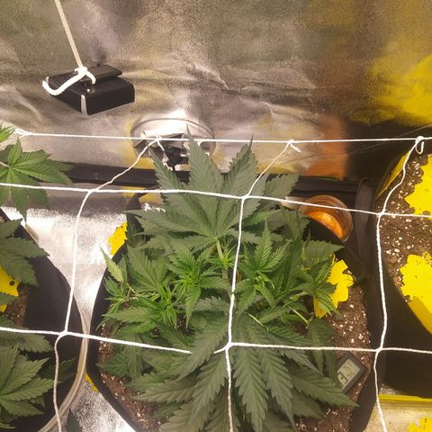 Green Cush growlog photo: Right after Trimmimg lower branches and Light defoliation