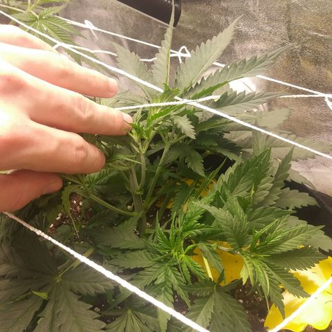 Green Cush growlog photo: Right after Trimmimg lower branches and Light defoliation