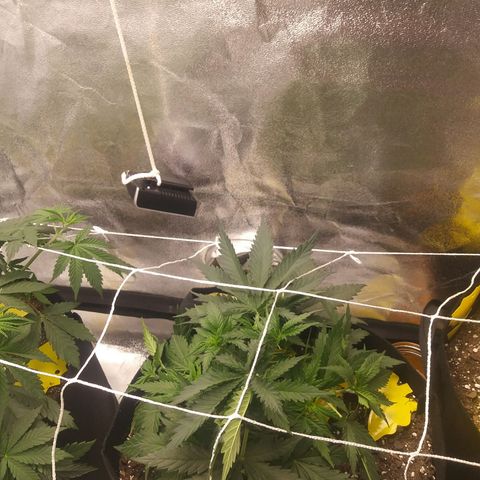 Green Cush growlog photo: Right after Trimmimg lower branches and Light defoliation