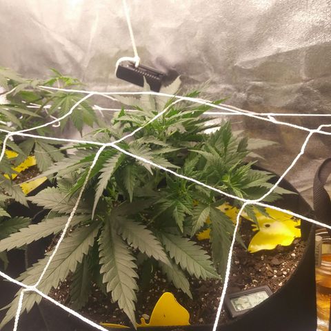 Green Cush growlog photo: Right after Trimmimg lower branches and Light defoliation