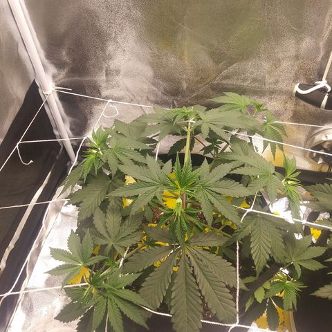 Pineapple Express growlog photo: After trimming lower branches