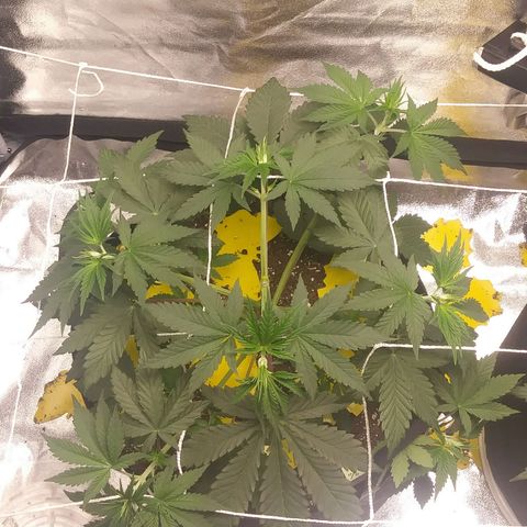 Pineapple Express growlog photo: After trimming lower branches