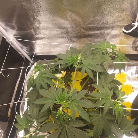 Pineapple Express growlog photo: After trimming lower branches