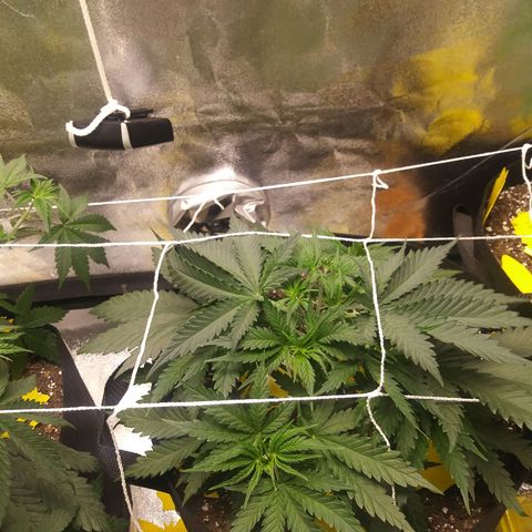 Green Cush growlog photo: Before and after second round of light defoliation