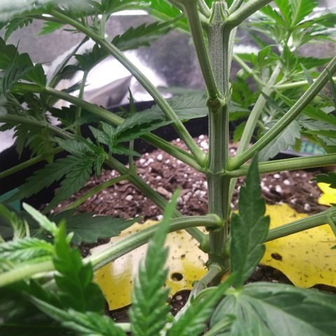 Green Cush growlog photo: Before and after second round of light defoliation