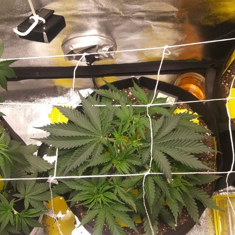 Green Cush growlog photo: Before and after second round of light defoliation