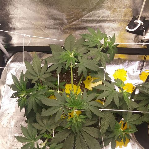 Pineapple Express growlog timeline photo