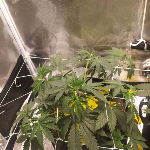 Pineapple Express growlog timeline photo