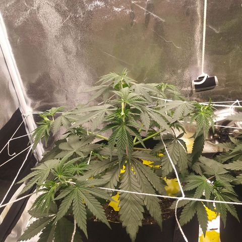 Pineapple Express growlog timeline photo