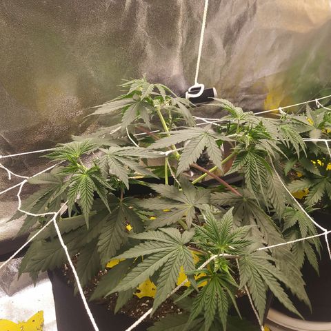 Pineapple Express growlog timeline photo