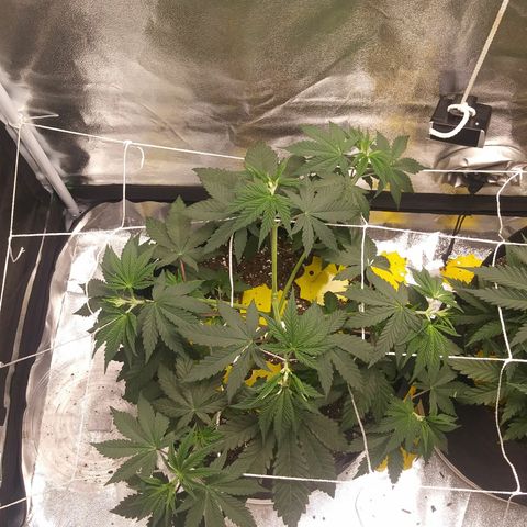 Pineapple Express growlog timeline photo
