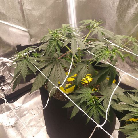 Pineapple Express growlog timeline photo