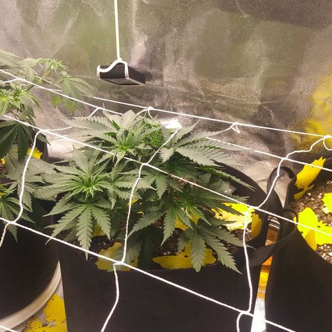 Green Cush growlog timeline photo