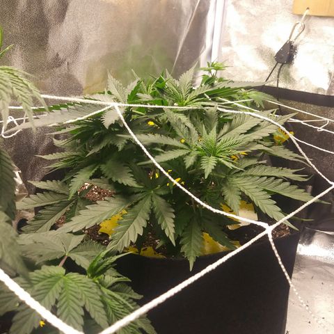 Green Cush growlog photo: 1 Day After Defoliating lower branches and 2 Big Fan Leaves blocking nodes
