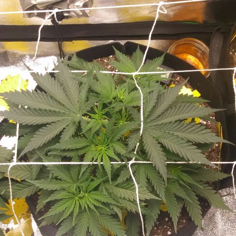 Green Cush growlog photo: 1 Day After Defoliating lower branches and 2 Big Fan Leaves blocking nodes
