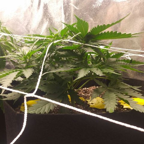 Green Cush growlog photo: 1 Day After Defoliating lower branches and 2 Big Fan Leaves blocking nodes