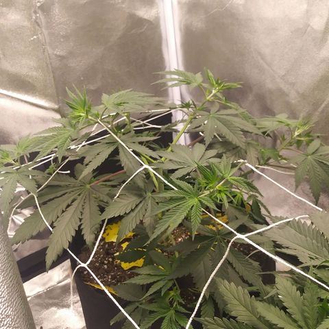 Pineapple Express growlog timeline photo