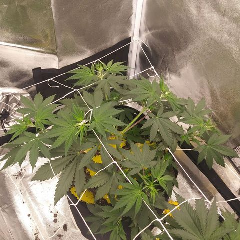 Pineapple Express growlog timeline photo