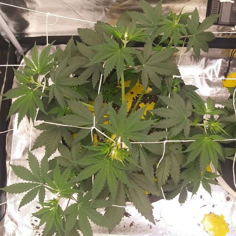 Pineapple Express growlog timeline photo
