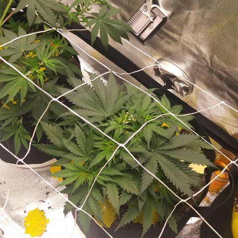 Green Cush growlog timeline photo