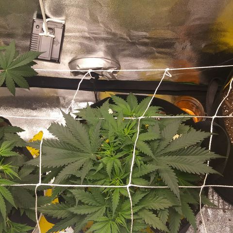 Green Cush growlog timeline photo