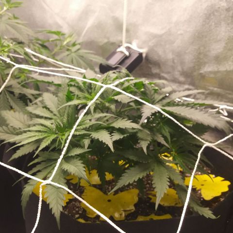 Green Cush growlog timeline photo