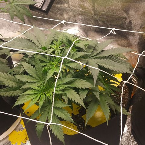 Green Cush growlog timeline photo