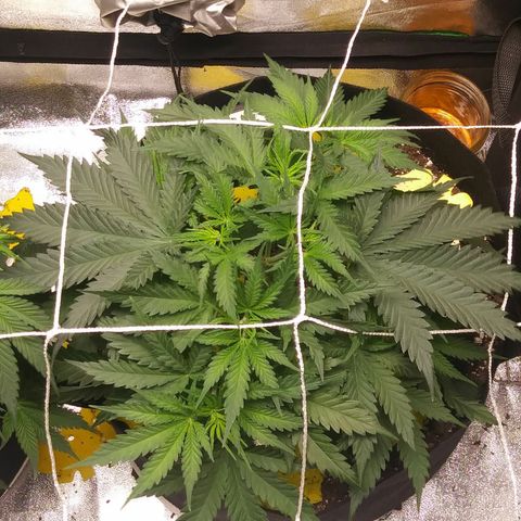 Green Cush growlog timeline photo