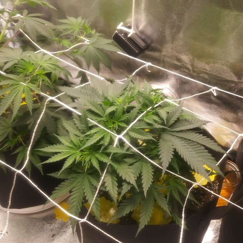 Green Cush growlog timeline photo