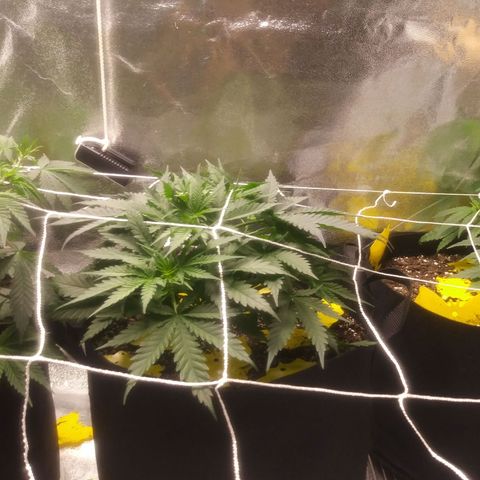 Green Cush growlog timeline photo