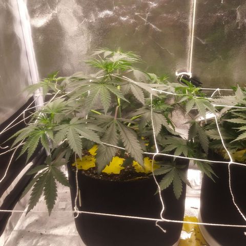 Pineapple Express growlog timeline photo