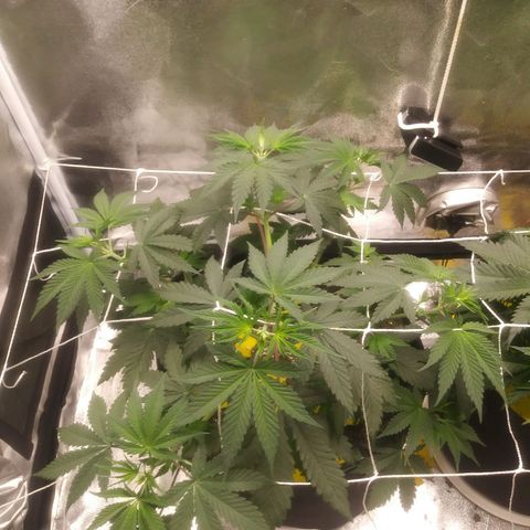Pineapple Express growlog timeline photo